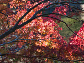 成田山公園の紅葉