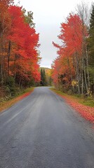Obraz premium Autumn Road Through Red and Yellow Foliage