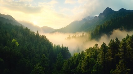 Fototapeta premium Misty Mountain Forest Sunrise Scenic Landscape Photography