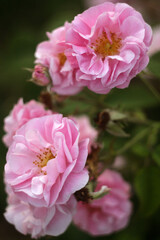 Beautiful Flowers in a Blooming Garden