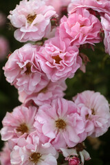 Beautiful Flowers in a Blooming Garden
