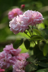 Beautiful Flowers in a Blooming Garden