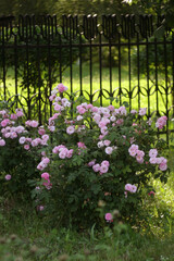 Beautiful Flowers in a Blooming Garden