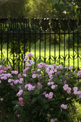 Beautiful Flowers in a Blooming Garden