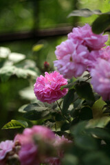 Beautiful Flowers in a Blooming Garden