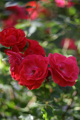 Obraz premium Beautiful Flowers in a Blooming Garden