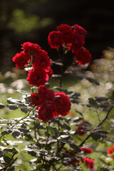Beautiful Flowers in a Blooming Garden