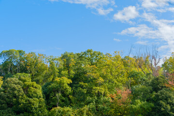 Obraz premium 青空と緑の森の風景