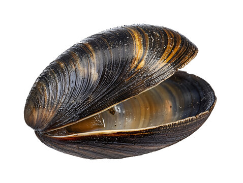 a close up of a shell