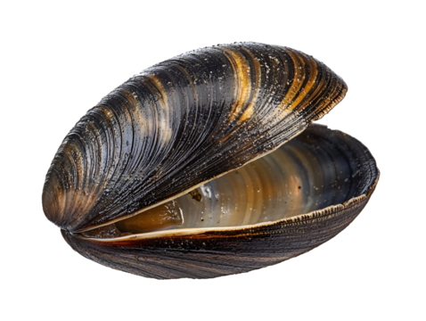 a close up of a shell