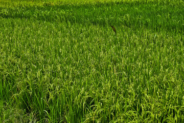Fototapeta premium Rice produced by farmers is a staple food for the people of Java, Asia, Indonesia
