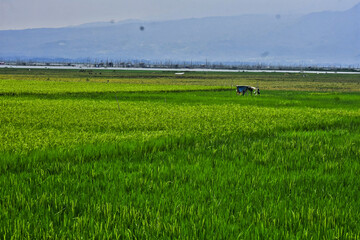 Fototapeta premium Rice produced by farmers is a staple food for the people of Java, Asia, Indonesia