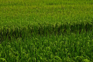 Obraz premium Rice produced by farmers is a staple food for the people of Java, Asia, Indonesia