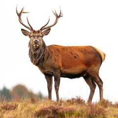 Fototapeta premium Male stag in meadow.