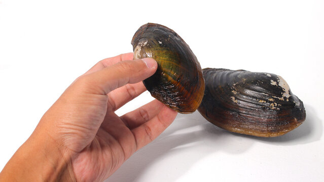 Hand holding Pilsbryoconcha exilis mussel isolated on a white background. This species of freshwater mussel, known as "kijing" in Indonesia, is commonly found in lakes and other freshwater habitats