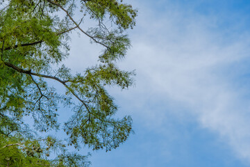 Obraz premium 青空に広がる木の枝