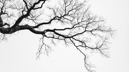 Obraz premium A black and white image of a leafless tree