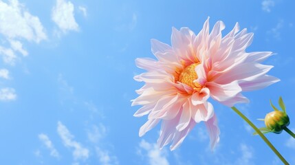Pink dahlia flowers on blue sky background. Nature background.