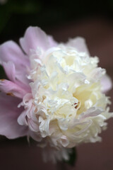 Delicate and Beautiful Flowers spring time