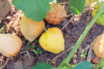 Physalis growing in cottage garden. Physalis berries in farming. Fruits are spherical or conical flattened in shape. Growing winter cherry at farmland.