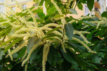 Cottage garden. Castanea sativa is blooming. Tree is blooming. Sunny day.
