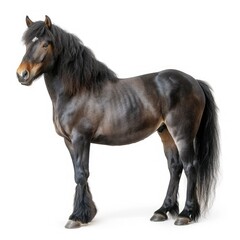 Comtois draft horse  10 years old  white background.