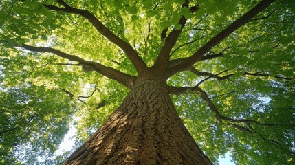 Fototapeta premium Majestic tall tree viewed from below, surrounded by vibrant green foliage, showcasing intricate bark texture and a peaceful forest atmosphere.
