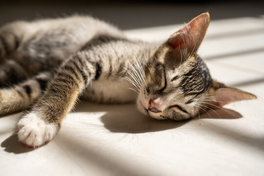 A 2-month-old kitten sleeps peacefully on a tiled floor, bathed in the soft warmth of morning sunlight. The serene setting highlights the kitten's innocence and the tranquil ambiance of a cozy home.