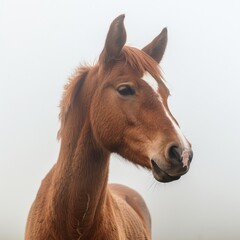 Fototapeta premium Portrait of a trotter in fog