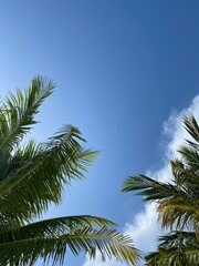 Obraz premium Under the palm trees. 