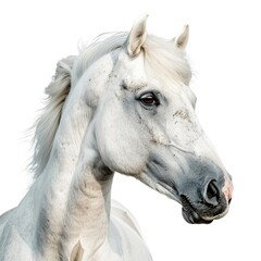 White Pony Isolated On White Background