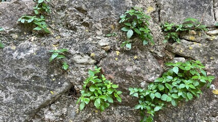rocky texture from which plants grow