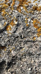 mountain texture with moss close-up