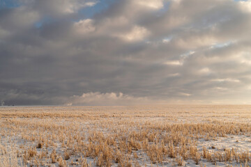 Young woman walking  with her golden retriever dog across a vast grain field in winter.
