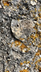 mountain texture with moss close-up