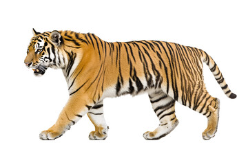 Obraz premium a tiger walking on a white background