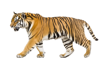 a tiger walking on a white background