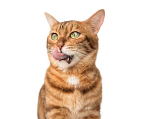 Contented ginger cat licks lips.