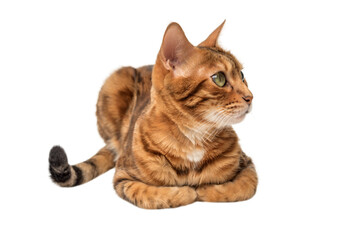 Bengal cat isolated on transparent background for advertising.