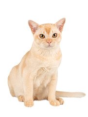 Obraz premium Full-length Burmese cream kitten.