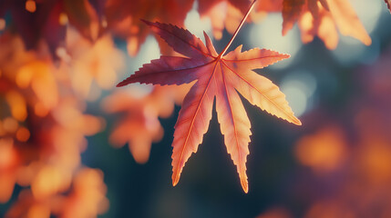 Close-up of red maple leaf glowing in autumn sunlight