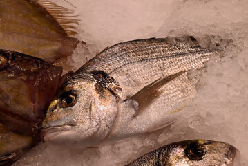 Dorade sur la glace d'un étal d'une poissonnerie