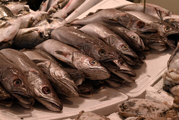 Merlus sur l'étal d'une poissonnerie