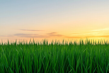 Fototapeta premium Renewable Cultivation Eco concept. Lush green grass under vibrant sunset sky creates serene landscape