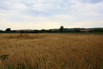 Obraz premium wheat field at sunset