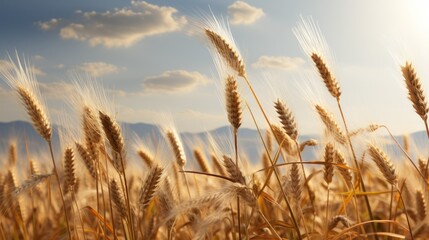 Fototapeta premium Golden Wheat Field Under Sunny Sky with Soft Clouds and Distant Mountains in Background Capturing the Essence of Agriculture and Nature's Beauty