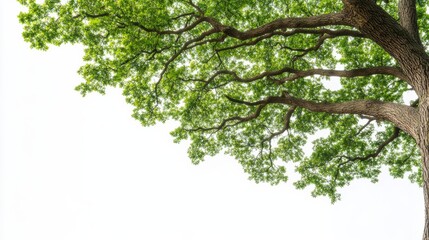Fototapeta premium Majestic ancient oak tree with sprawling branches, isolated on a white background, rich green leaves and textured bark, ample empty space for text 
