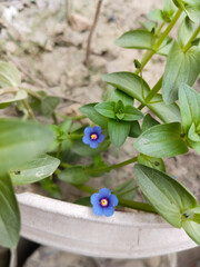 Anagallis arvensis, commonly known as the scarlet pimpernel, red pimpernel, red chickweed, poor...