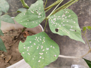 infected beans plant leaves. close up damaged leaves of bean plant