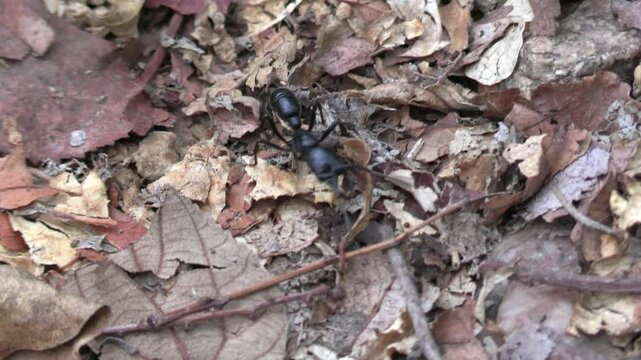 grosse fourmis dans le Parc National Kruger, Afrique du Sud